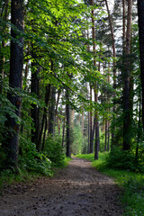 Obraz premium spruce forest with pine trees and footpath wallpaper