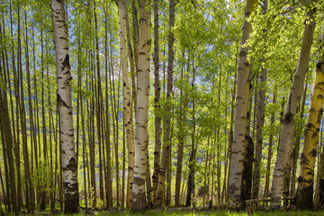 Springtime In Colorado