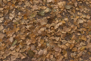 Ground full of fallen leaves in autumn