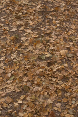 Ground full of fallen leaves in autumn