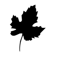 collection of leaves