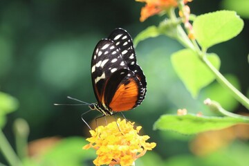 Heliconius hecale