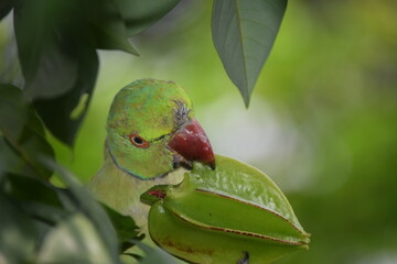 Parrot