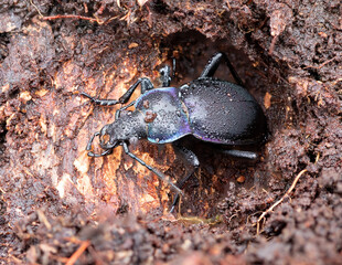 Violet Ground beetle on the ground