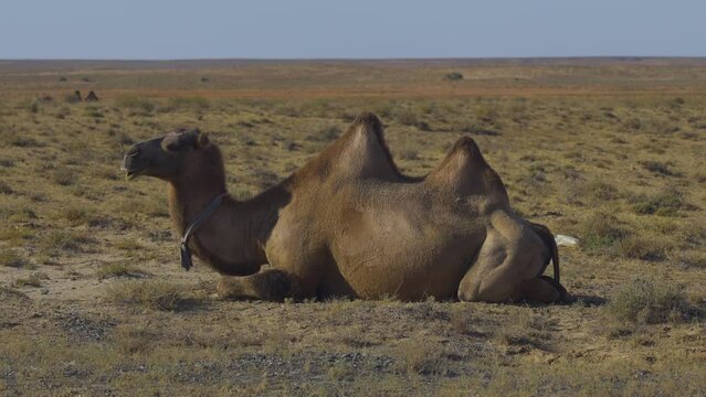 Domestic camels in the desert of Kazakhstan