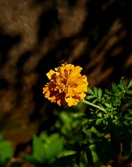 Yellow marigold flower on blur background.