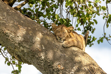 Juvenile lion sleeping in a tree. The Ishasha sector of Queen Elizabeth National Park is famed for the tree climbing lions, who climb to escape heat and insects, and have a clear vantage point. Uganda - 689267097