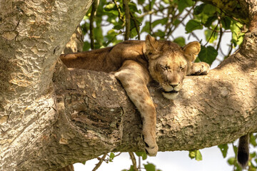 Juvenile lion sleeping in a tree. The Ishasha sector of Queen Elizabeth National Park is famed for the tree climbing lions, who climb to escape heat and insects, and have a clear vantage point. Uganda - 689267211