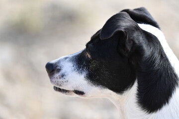 Portrait of a special dog for rat hunting in Spain. Big, white teeth of a Russel terrier. An attentive dog.