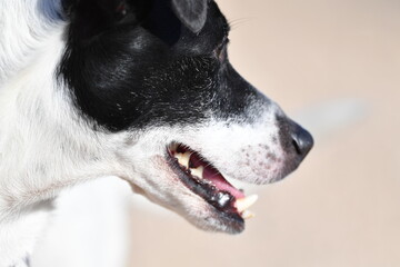 Portrait of a special dog for rat hunting in Spain. Big, white teeth of a Russel terrier.