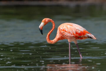 American flamingo, Phoenicopterus ruber, in natural habitat, Rio Lagartos, Yucatan, Mexico