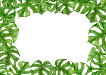 Green Monstera leaves. Watercolor hand drawn frame of tropical plant for travel guides, cosmetic, spa, massage salon prints, wedding invitations, cards, packing. Jungle liana clip art.