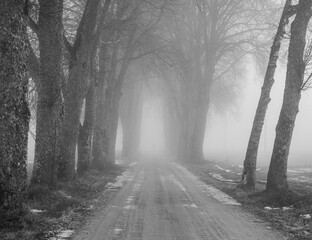 Oak Tree Avenue Road at Misty Morning