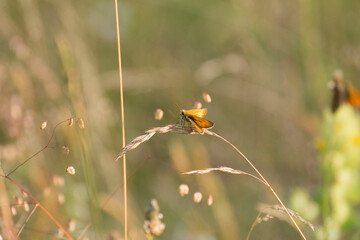 Beautiful butterfly and sunlight