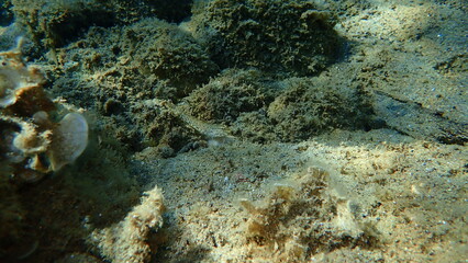 Naklejka na ściany i meble Bucchich's goby (Gobius bucchichi) undersea, Aegean Sea, Greece, Halkidiki
