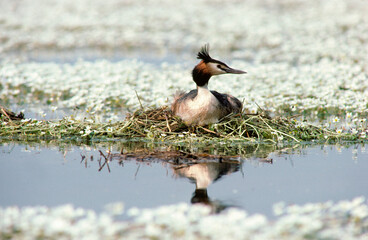 Grèbe huppé, nid, .Podiceps cristatus, Great Crested Grebe