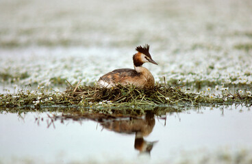 Grèbe huppé, nid, .Podiceps cristatus, Great Crested Grebe
