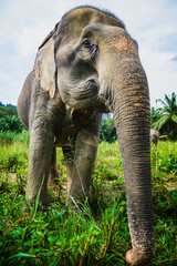 Fototapeta premium Majestic Elephant in Lush Greenery