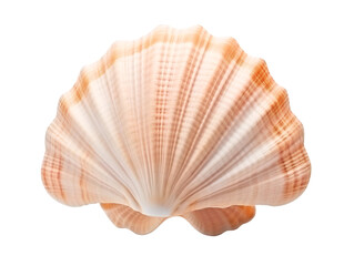 Seashell, isolated on a transparent or white background
