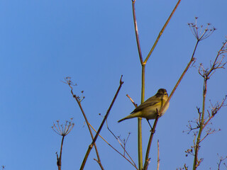 Small Common Chiffchaff Phylloscopus collybita   bird wild anima