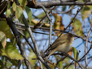 Common Chiffchaff Phylloscopus collybita   bird wild animal natu