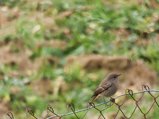 Cinderella Phoenicurus ochruros   bird wild animal nature ornith