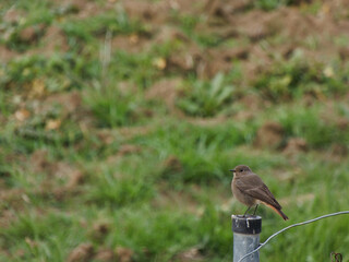 Cinderella Phoenicurus ochruros   bird wild animal nature ornith