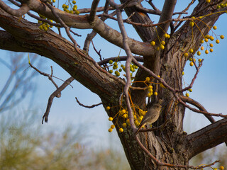 Cinderella Phoenicurus ochruros   bird wild animal nature ornith