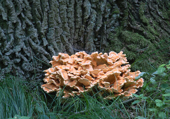 crab-of-the-woods, sulfur polypore, sulfur shelf, and chicken-of-the-woods, a type of mushroom that grows on trees