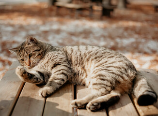 cat on the roof
