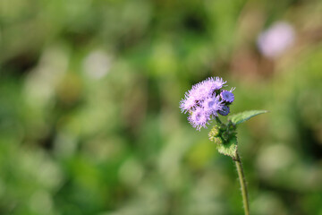 pink and white flower