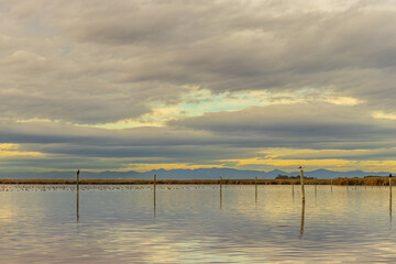 Obraz premium Sitting birds on pegs driven into Lake Albufera