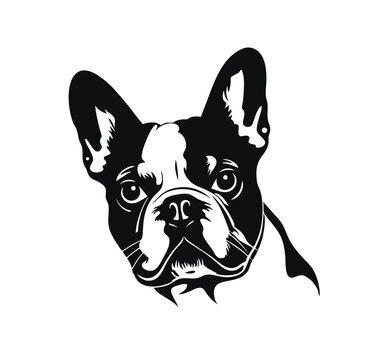 Vector isolated one single sitting French Bulldog dog head front view black and white bw two colors silhouette. Template for laser engraving or stencil, print for t shirt