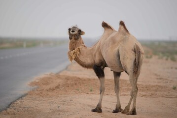 Two-humped adult camel standing by the road