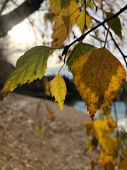 Admire simple leaves