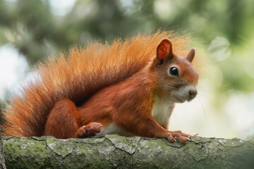 Eichhörnchen im Baum