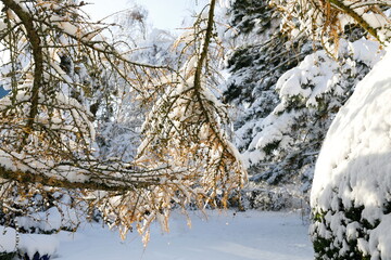 Winterteinbruch im Garten