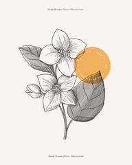 Scented jasmine flowers in engraving style. Fragrant tropical plant. Botanical vector illustration for floral design in perfumery and cosmetology. - obrazy, fototapety, plakaty