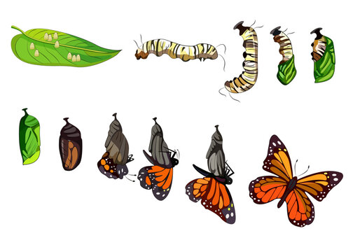 Butterfly metamorphosis horizontal set showing the development cycle from egg to adult insect realistic. Vector illustration.