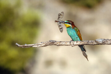 Obraz premium European bee-eater (Merops apiaster) with an mediterranean antlion (Palpares libelluloides).