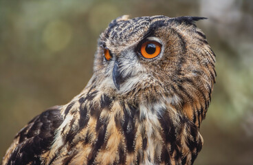 Eurasian Eagle-Owl (Bubo bubo) in the scrubland in Provence.