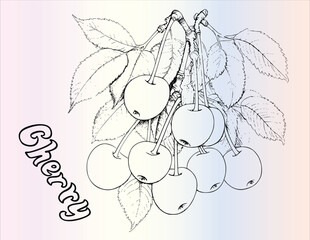Cherry Coloring Page For Kids