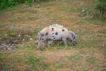 Two spotted pigs foraging for food in nature