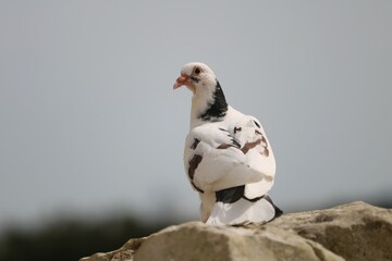 Pigeon