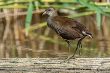 Young common moorhen (Gallinula chloropus) resting on a tree trunk in a river.