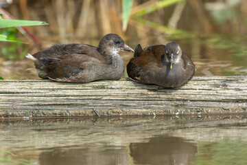 Two young common moorhen (Gallinula chloropus) resting on a tree trunk in a river.