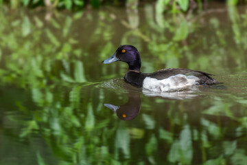 Tufted Duck (Aythya fuligula) swimming in a river.