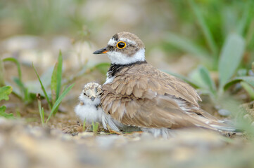 Little Plover (Charadrius dubius) with its chick on the banks of the Rhine.