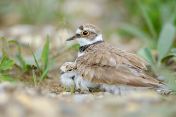 Little Plover (Charadrius dubius) with its chick on the banks of the Rhine.