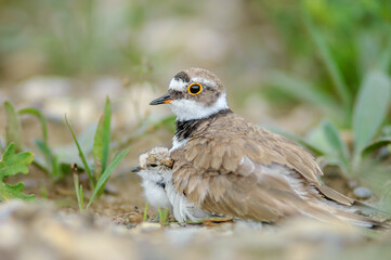 Little Plover (Charadrius dubius) with its chick on the banks of the Rhine.